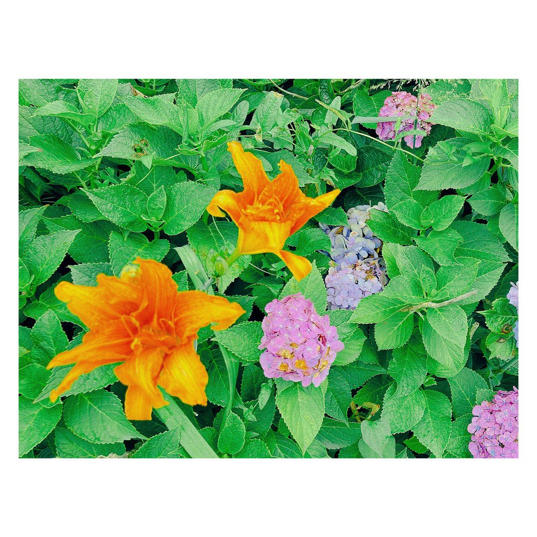 親父 紫陽花 と オレンジリリー 素敵な組み合わせ T Co Z6ixcyvqev Twitter