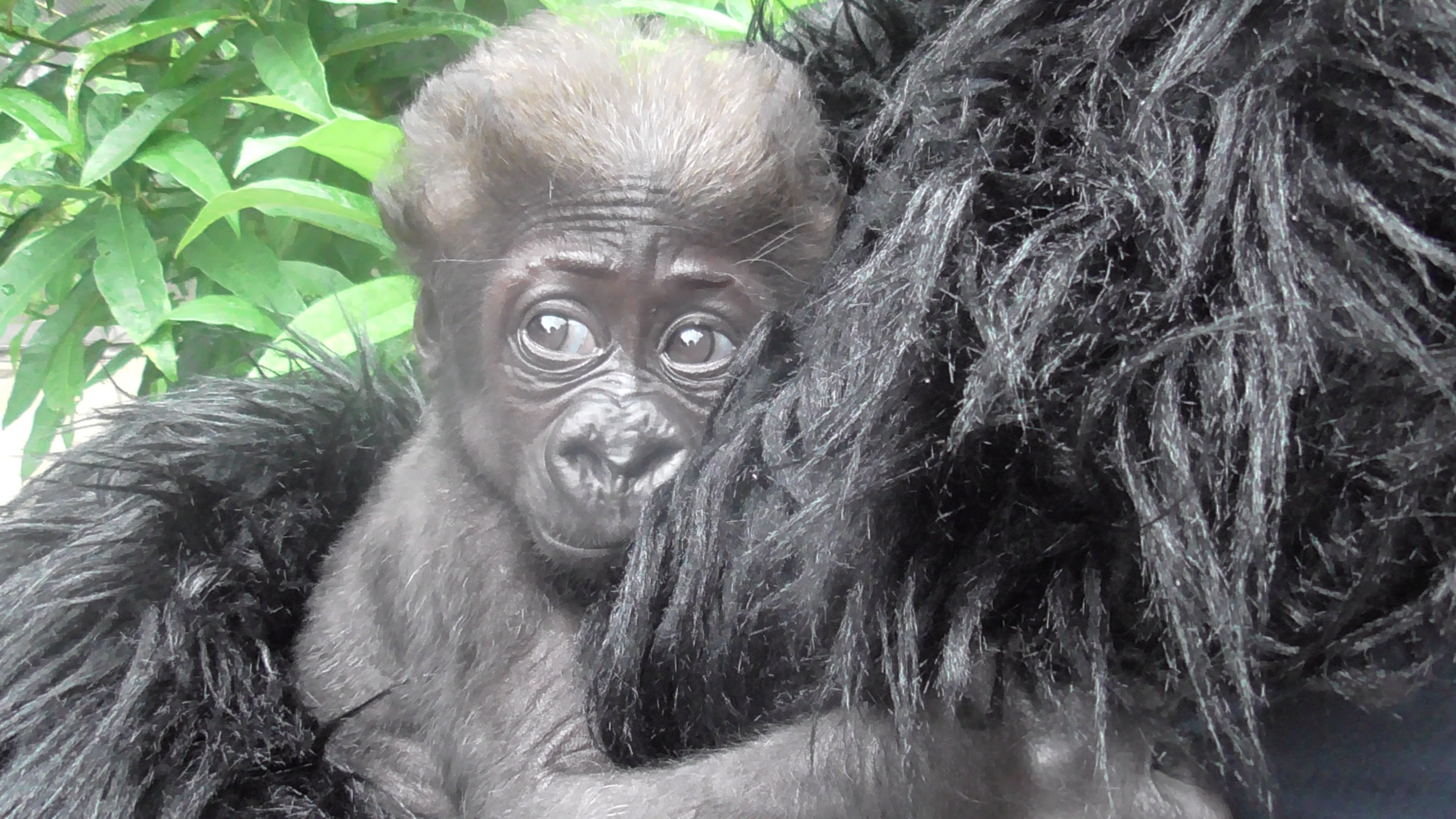 上野動物園 公式 22年5月31日生まれ 人工哺育中の ニシゴリラ の子 7月15日撮影 と 母親モモコ 7月14日撮影 です 子どもの体重は 7月15日の測定で2 5ｇとなりました T Co Aeeatjkrhu Twitter