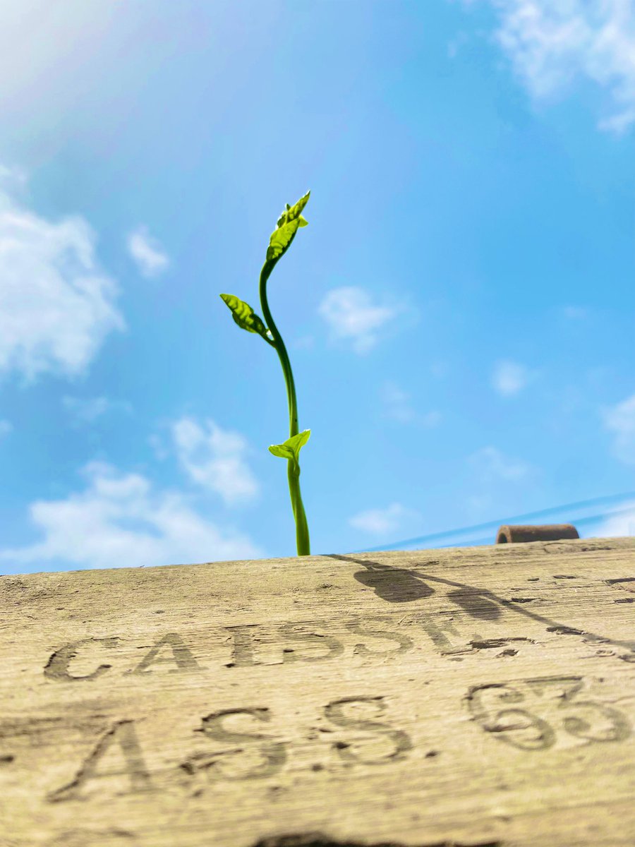 TontonVert's tweet photo. Tโes capable de prendre en photo une plante ou un arbre avec ton tรฉlรฉphone et sans retouche viens nous montrer tes talents.
Choisi ta Team :
#TeamSamsung , #TeamIphone , #Techno ou #โฆ
Citez ce tweet avec 1photo et le # de ta Team .
Nb: sans retouche .
#QuartierVertChallenge https://t.co/EqxQcIopit