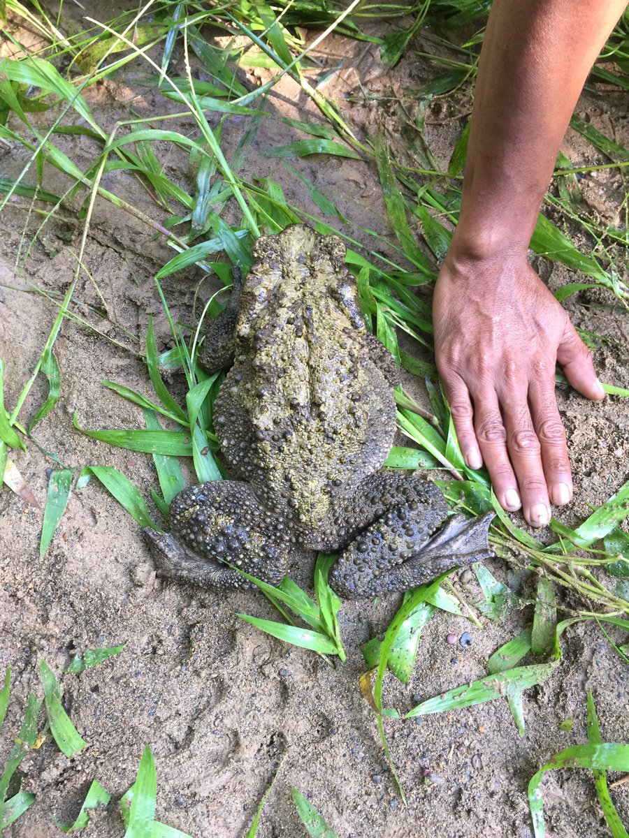 JenASheridan's tweet photo. When you find a giant bufonid, the whole team gets excited. We love you, Phrynoides juxtasper!! Especially your grumpy face. #ToadsRule #FrogFriday #Sabah #Borneo https://t.co/zXcIJaicZz