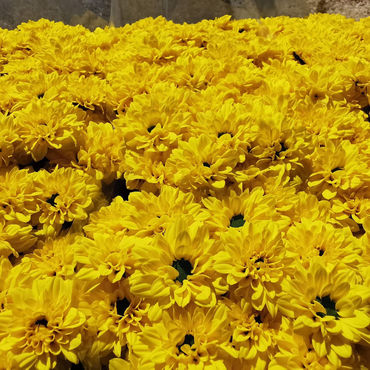 Skippy 💛💛💛💛.
Our little sunshine  of the greenhouse.
#yellowflowers
#santiniskippy
#sunshine🌞
<a href="/Dekker_Chrysant/">Dekker Chrysanten BV</a>
