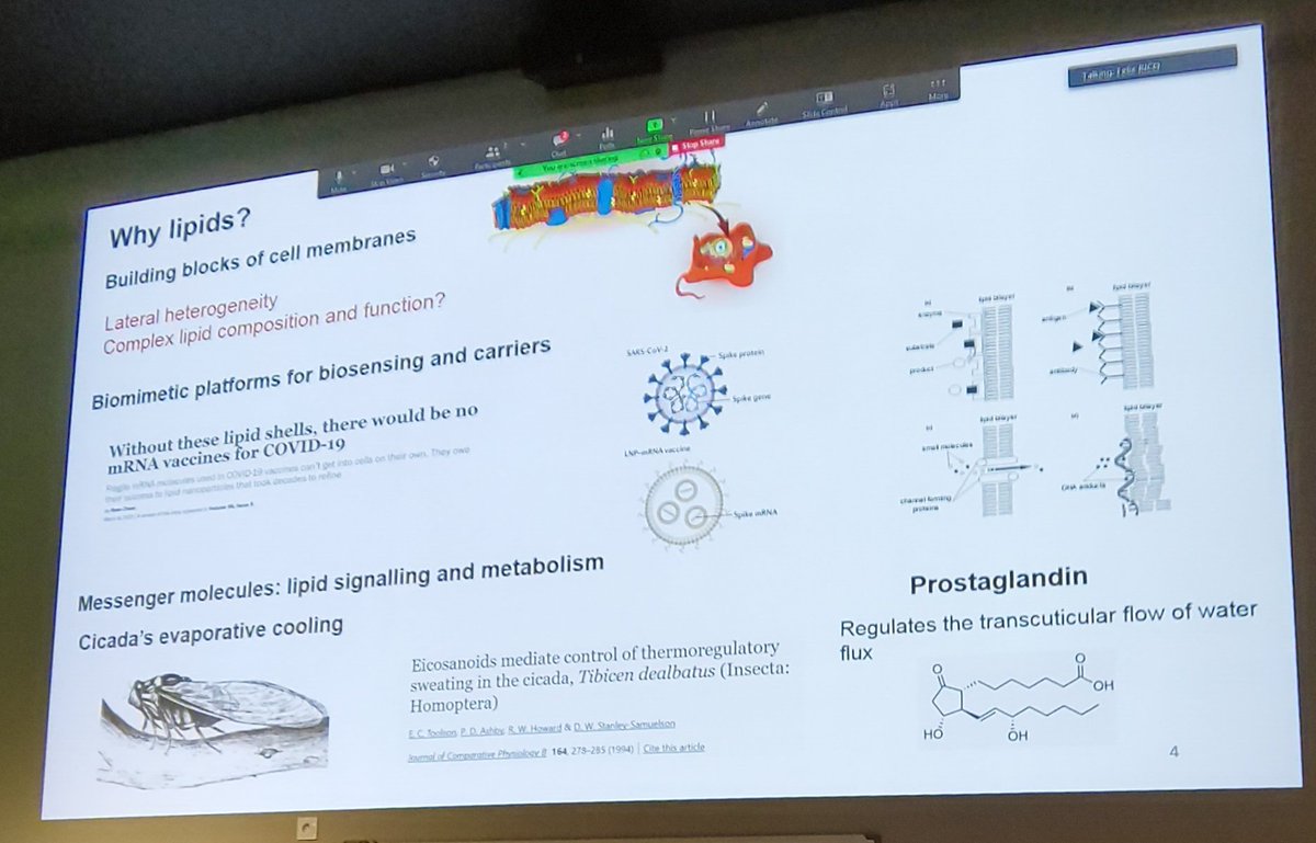 felix_rico's tweet photo. Closing lecture of the #afmbiomedschool by Patricia Losada on supported lipid bilayers as a model system to understand equilibrium and non equilibrium processes, phase separation and even  cicadas sweating @FM4B_Lab https://t.co/6WQUTUzyBO