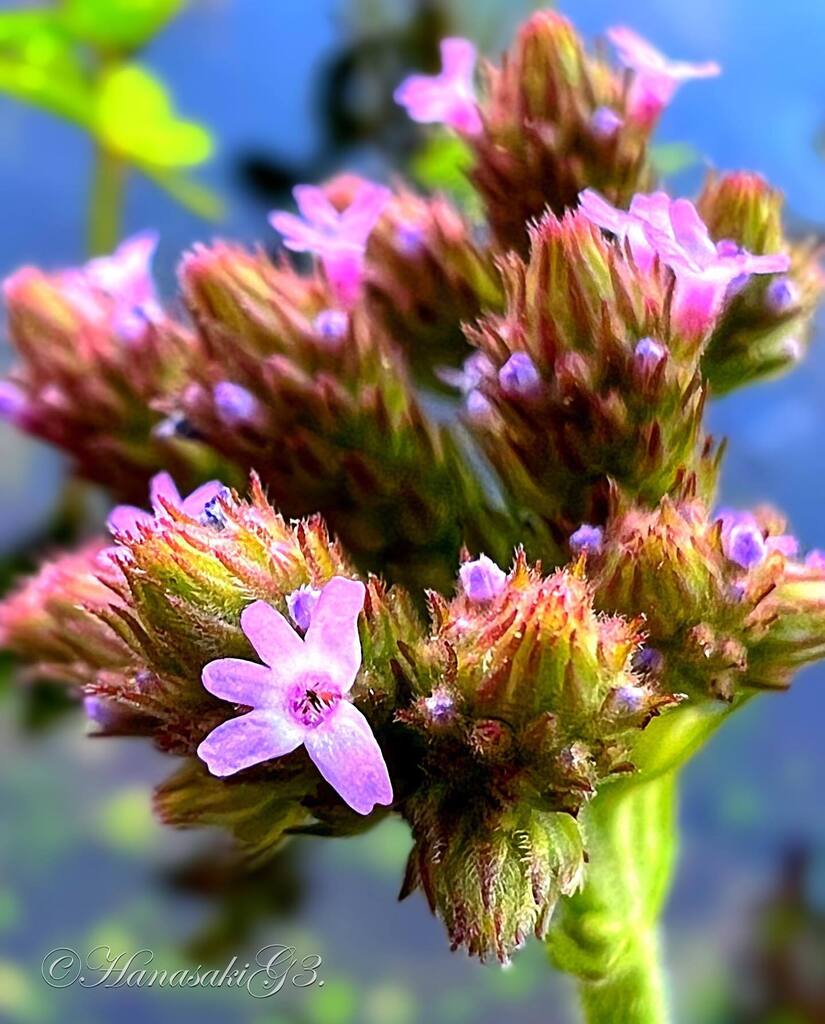 花咲こぅ 花と写真とジグソーパズル アレチハナガサ 荒地花笠 Brazilian Verbena Vervain バーベナ Verbena Brasiliensis Vell クマツヅラ科 Flower 花 ガーデニング Gardening 花言葉 心を奪われる 芯が強い T Co Yfz1vqfcdw