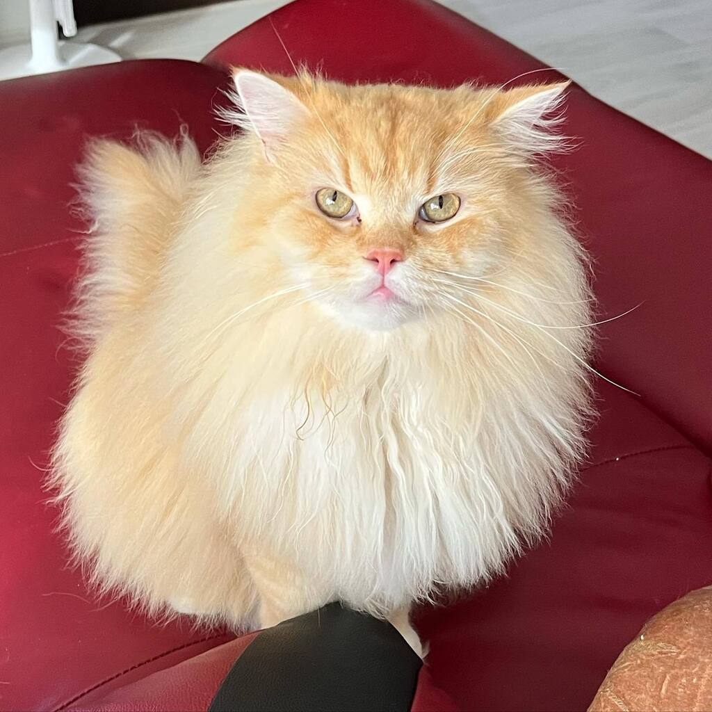 7catsfamily's tweet photo. ใใใตใใต๐
#ใฉใฌใใใฃใณ #7cats #็ซ #cat #ใญใ #ใซใใใใใใใ #catstagram #ใญใ้จ #ใญใใใใใใ #ใใณ #็ซใฎใใๆฎใใ #catsofinstagram #ใซใใใ #cats #instacat #็ซ้จ #ใซใใใ ใตใใใใต #็ซๅฅฝใ https://t.co/2uqMgFMRmn