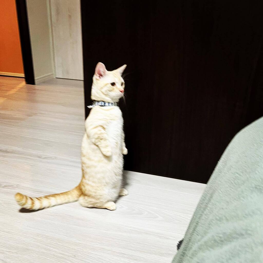 7catsfamily's tweet photo. ็ขบ่ชไธญโฆ
#ใใณใใซใณ #ใขใกใใณใ #7cats #็ซ #cat #ใญใ #ใซใใใใใใใ #catstagram #ใญใ้จ #ใญใใใใใใ #ใใณ #็ซใฎใใๆฎใใ #catsofinstagram #ใซใใใ #cats #instacat #็ซ้จ #ใซใใใ ใตใใใใต #็ซๅฅฝใ https://t.co/xQjn1Ck2el