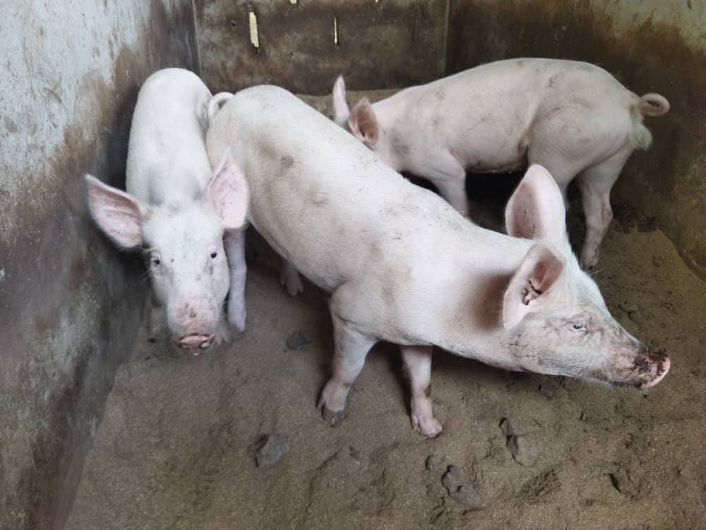 I'm a pig farm. I love my work so much we also  construct model pig farms, sell pig, sell piglets, and consultanc services within Nigeria  #LabourChallenge
