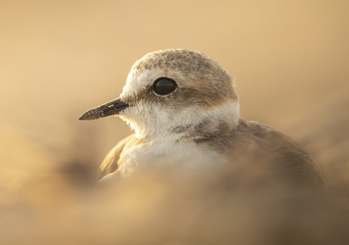 IvanVillarejo4's tweet photo. In these days of such heat, we usually go to the beach looking for a little relief, we must not forget that it is the habitat of a multitude of species that can be seriously affected by our impact. Here is a female Kentish Plover hiding her little ones. https://t.co/SUq86QVSGQ