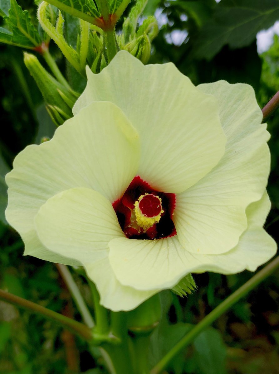 Photography9955's tweet photo. Ladyfinger flower 

भिंडी का फूल https://t.co/zY47XQIyFe