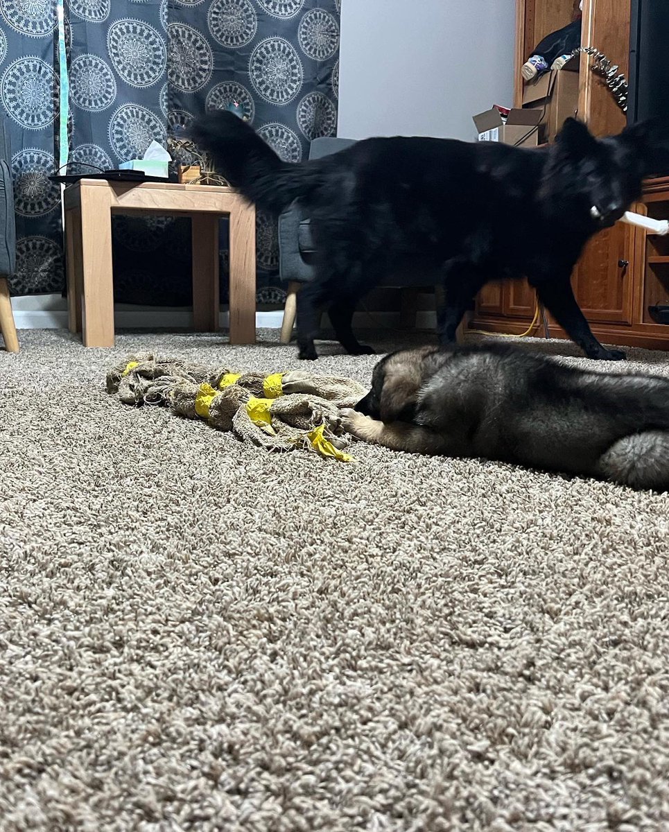 mtlogan6683's tweet photo. To deny evil exists is to deny good exists. To know one thing, we must know it’s opposite thing. 

Yep a new puppy, she’s cute, she’s good and she’s the newest addition to my security force. Bella is still Thee Leader😉
My name’s Quinn. Born on May 12th, just had my first bath 😅 https://t.co/7UpZlrNloV