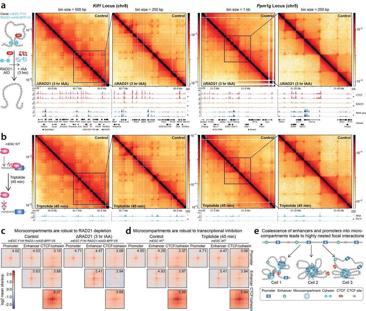 Anders Sejr Hansen (@anders_s_hansen) on Twitter photo (1/n) Excited to share preprint by <a href="/ViraatGoel/">Viraat Goel</a> <a href="/mileshuseyin/">Miles Huseyin</a>
We develop Region-Capture Micro-C (RCMC)
By focusing on specific regions, we generate the deepest 3D genome maps thus far
We see coalescence of enhancer and promoters into “microcompartments”
biorxiv.org/content/10.110… (1/n) Excited to share preprint by <a href="/ViraatGoel/">Viraat Goel</a> <a href="/mileshuseyin/">Miles Huseyin</a>
We develop Region-Capture Micro-C (RCMC)
By focusing on specific regions, we generate the deepest 3D genome maps thus far
We see coalescence of enhancer and promoters into “microcompartments”
biorxiv.org/content/10.110…