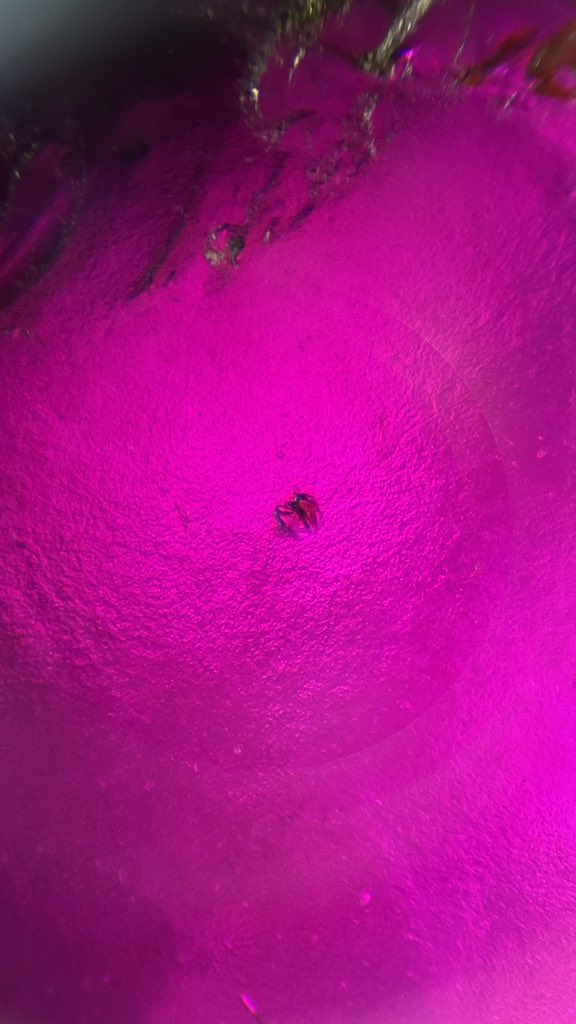 MicroscopeFans's tweet photo. Rhodolite Garnet
ロードライトガーネット
Locality:Natividade, Tocantins, Brazil
#Rhodolite #ロードライト #神秘的な模様 #ガーネット #MicroscopeFans #顕微鏡ファンズ #microscope #microscopephotography #microscopy https://t.co/fsTWo2W5T5