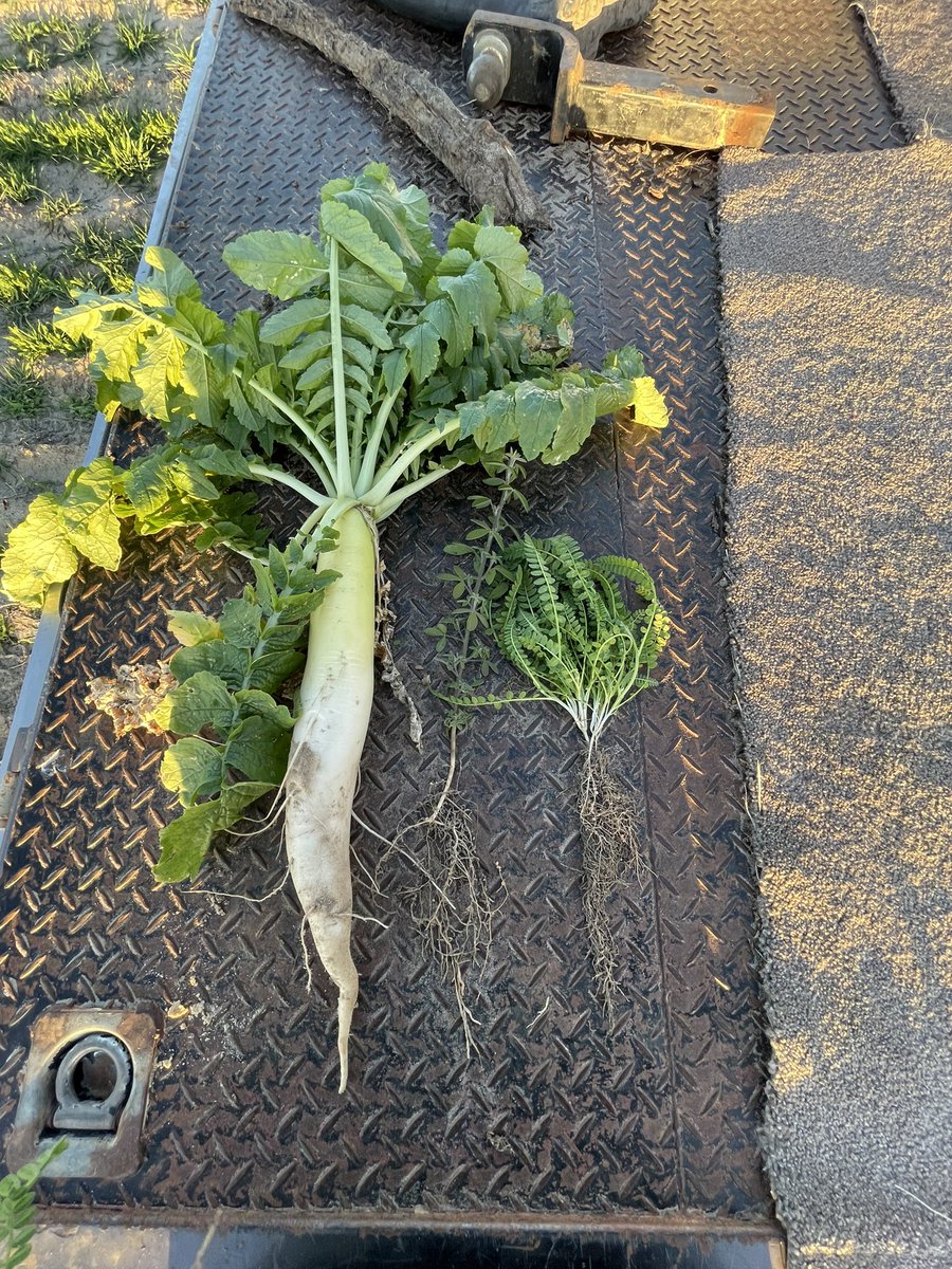 Bradley Egan tweet media