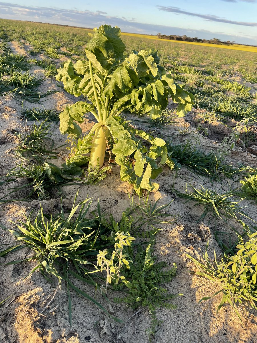 Bradley Egan tweet media