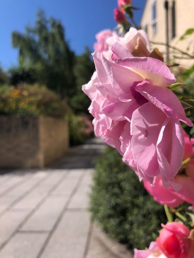 Trinity Hall Events tweet media