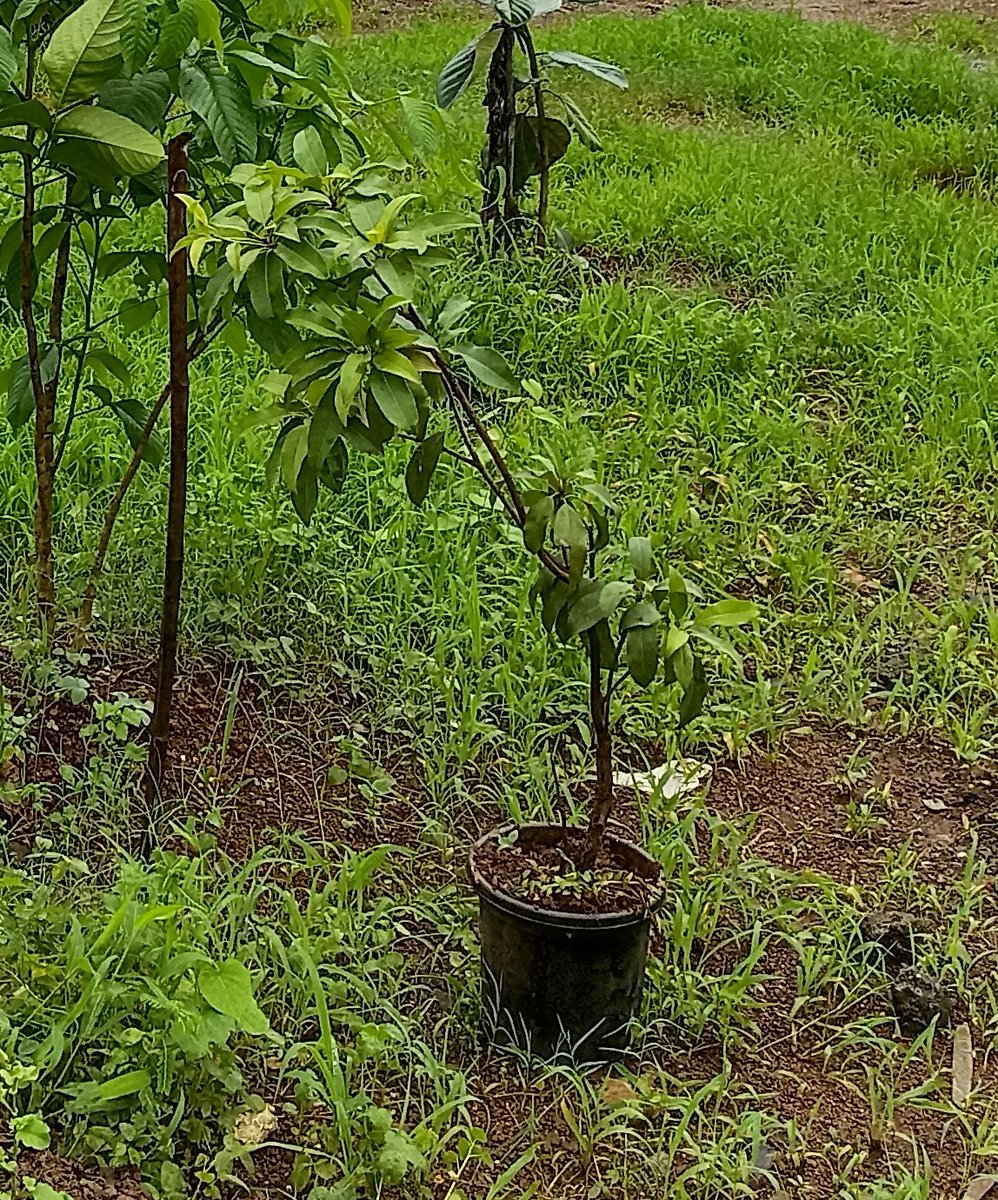 dharmeshbarai's tweet image. सिर्फ एक पेड़ लगाना है और उसे बचाना भी हैं। 

प्रकृति के लिए छोटा सा योगदान।

आप भी हो सके तो कोशिश करना।

#EachOnePlantOne

#PlantTrees #SingleTree  #billionTree