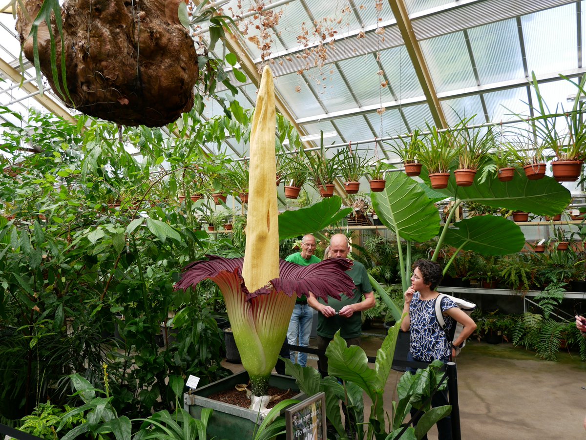HortusLeiden's tweet photo. Hij staat er nog mooi bij vandaag. De Hortus is geopend tot 17:00 uur. https://t.co/JuvPszTmpg