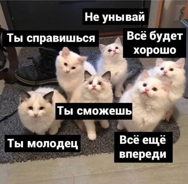 закрыто✨Паймон сопроводит тебя!! (@paimon_and_love) on Twitter photo 