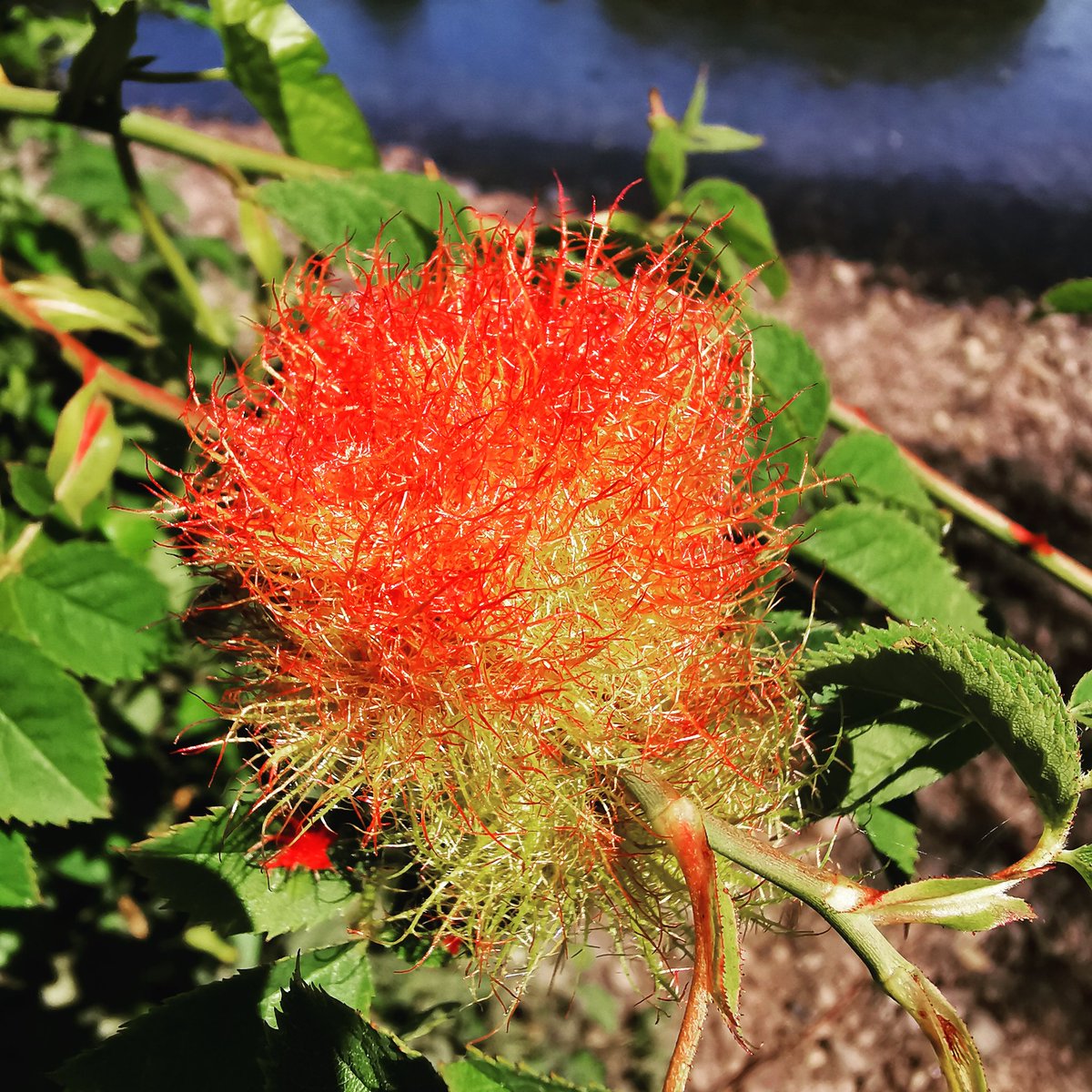 Back_ToThe_Wild's tweet photo. Robin's Pin Cushion is not actually a wildflower at all, but rather a gall; a response by the Wild Rose to a tiny gall wasp injecting larvae eggs into the stems or buds.

They are not known to harm the plant and provide shelter and food for the wasps.
#rose #gall #wasp #wildlife https://t.co/1mQjNz2Ke3
