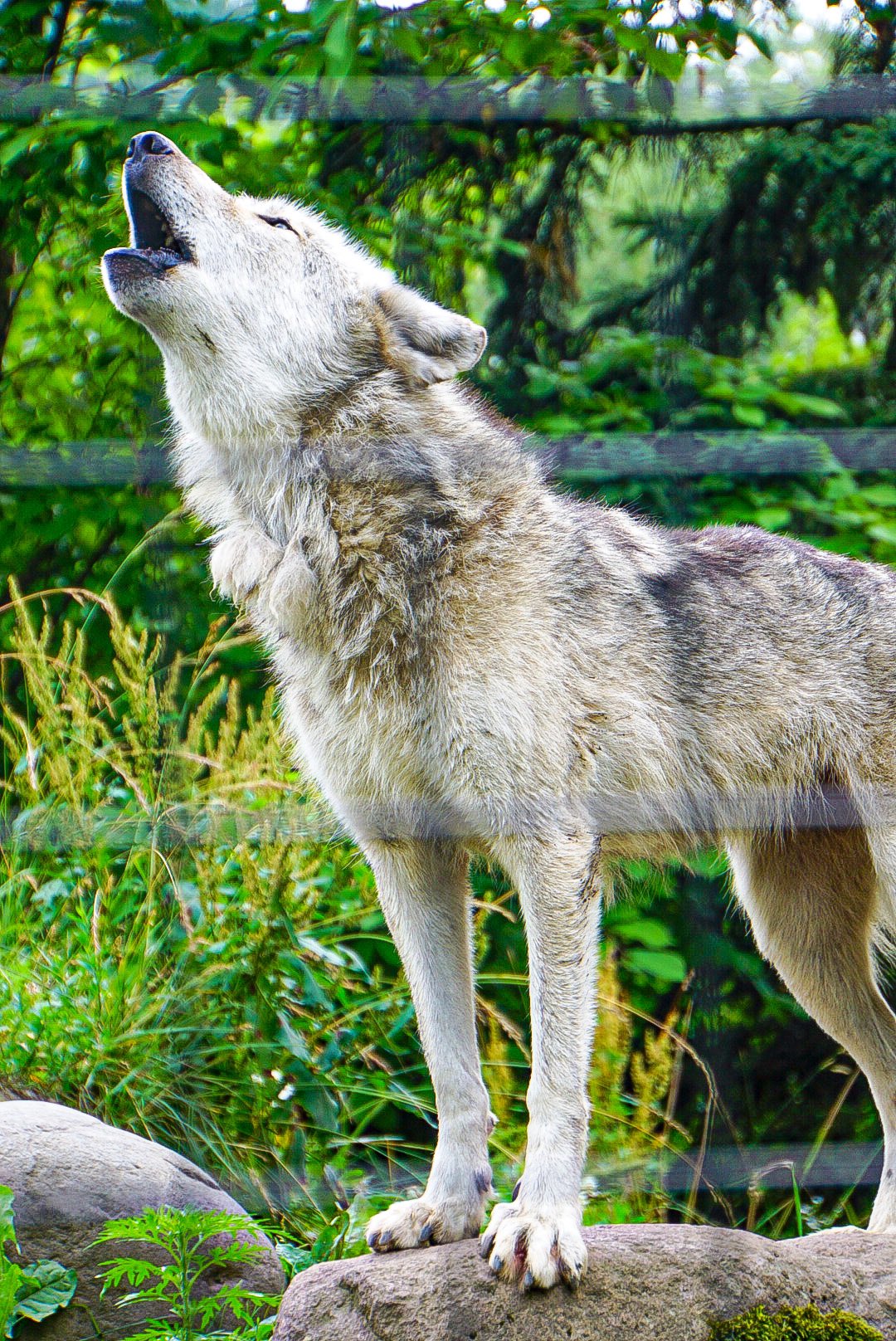 狼の遠吠え Twitter Search Twitter