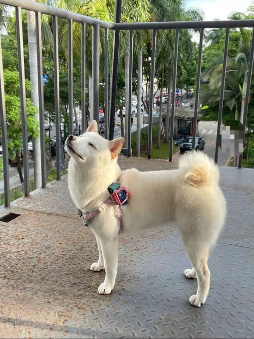 Hope you all have a happy weekend!🍑👅💦 #tracysdog #sextoy #AdultingAndStuff https://t.co/nv8SVCH8ZC<a href="/tag/tracysdog"class="tags">#tracysdog</a><a href="/tag/sextoy"class="tags"><span>#sextoy</span></a><a href="/tag/adultingandstuff"class="tags"><span>#adultingandstuff</span></a>