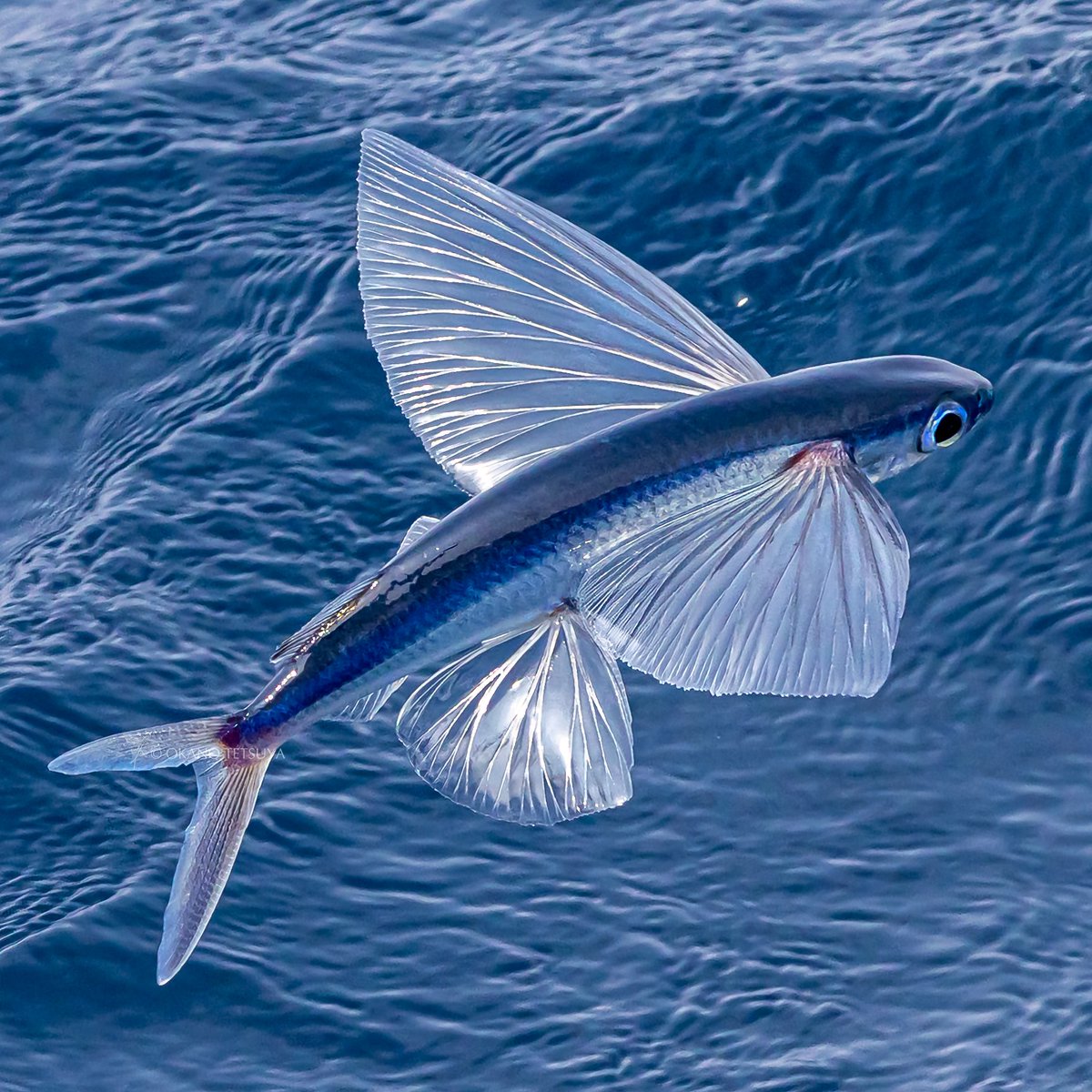 タグ トビウオ の注目ツイート メガとんトラック