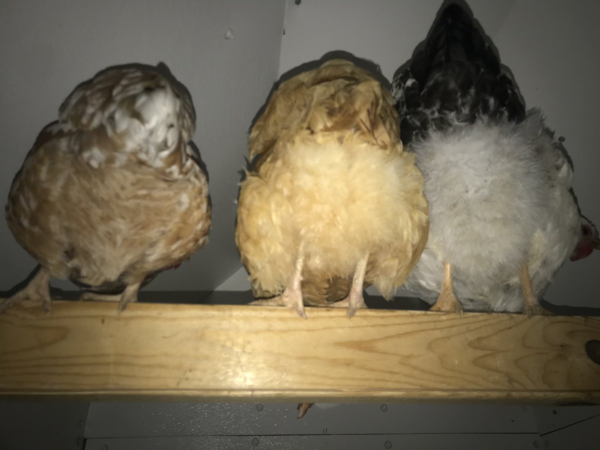 MidwestChickens's tweet photo. Hey, guess what?  #HappyFriday #chickens #midwest #dadjokes https://t.co/XbeYnovtcG