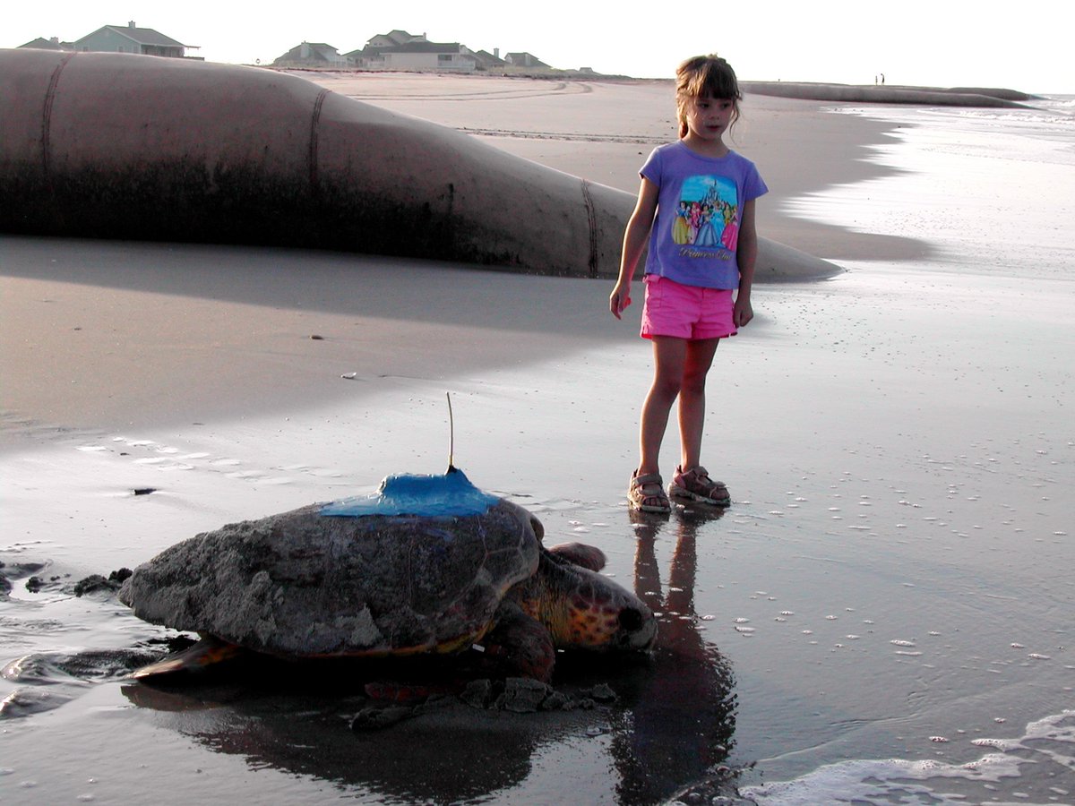 seaturtle's tweet photo. @USFWS Agreed https://t.co/7XJaBLYgcW