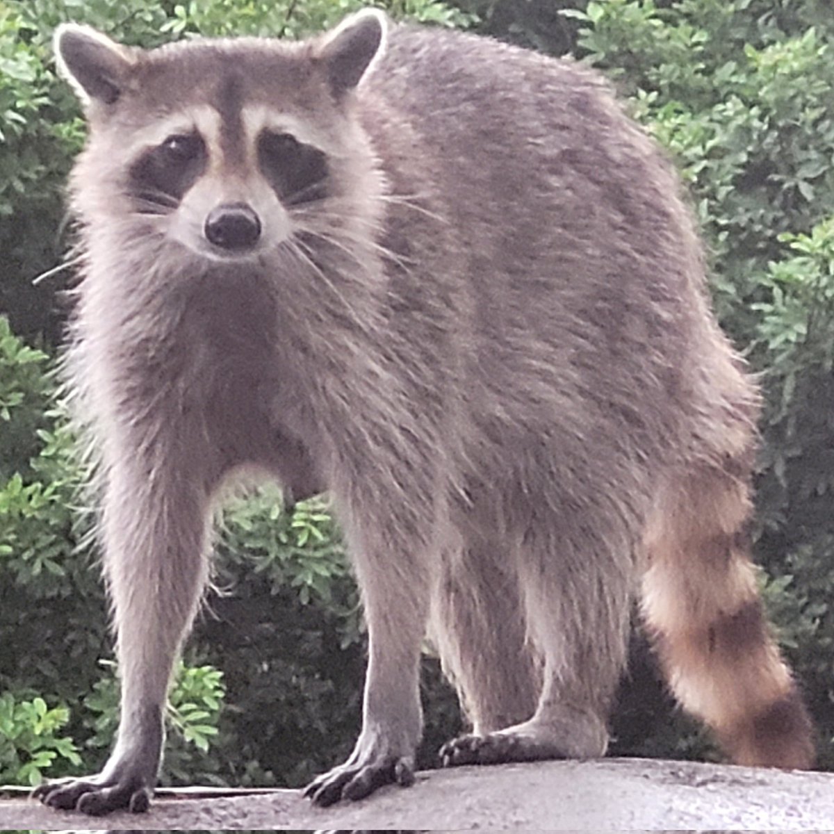 billeecox's tweet photo. If you #makemefight for #yourgarbage I'll #giveyourabies https://t.co/86QDXOyiyW