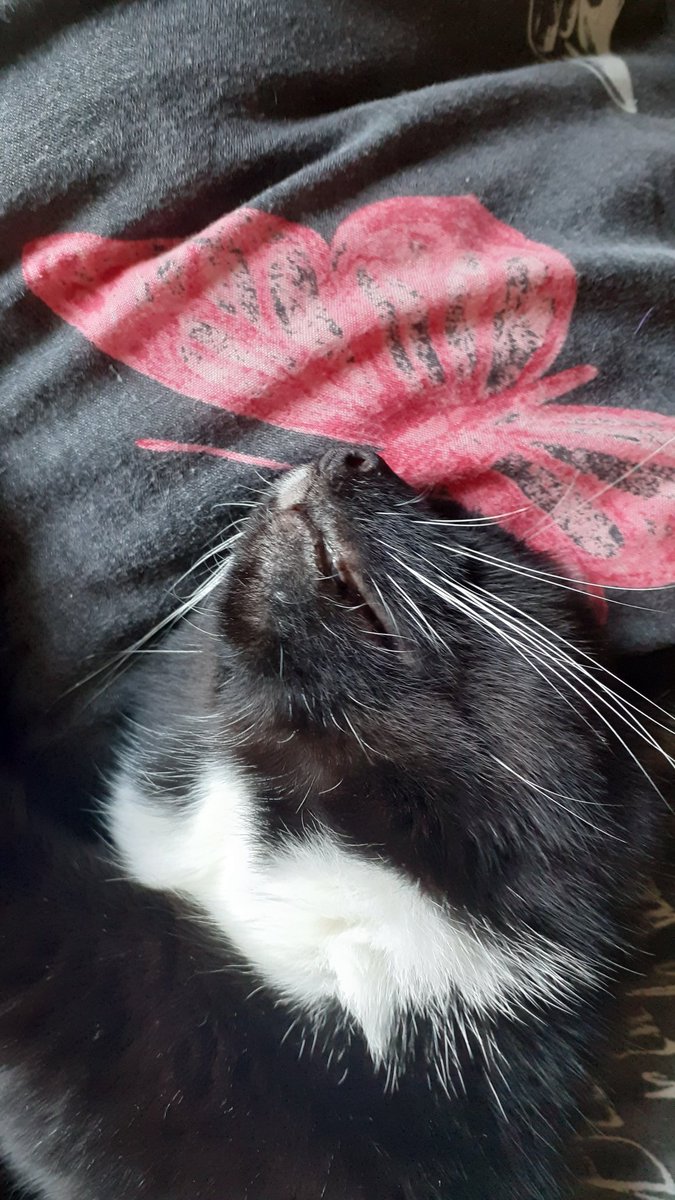 Mikkdc's tweet photo. This is Tiny. She's 15 on Sunday but you wouldn't think it. She likes to be cheeky and stick her tongue out and is still VERY spritely for her age! #CatsOfAccess https://t.co/AyGasgs2Py