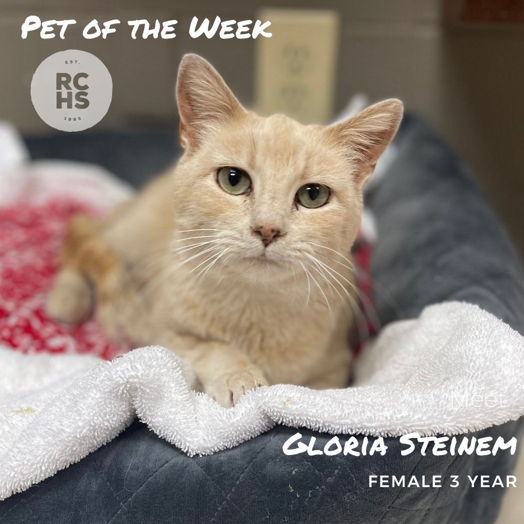 snow_bowl's tweet photo. Seeking applications for a new best friend! 

Gloria Steinem is a very sweet 4 year old that was found as a stray, trying to move into someone's house and get all the love. She is kid friendly, cat friendly and so very very affectionate! https://t.co/o9liTWhl5l