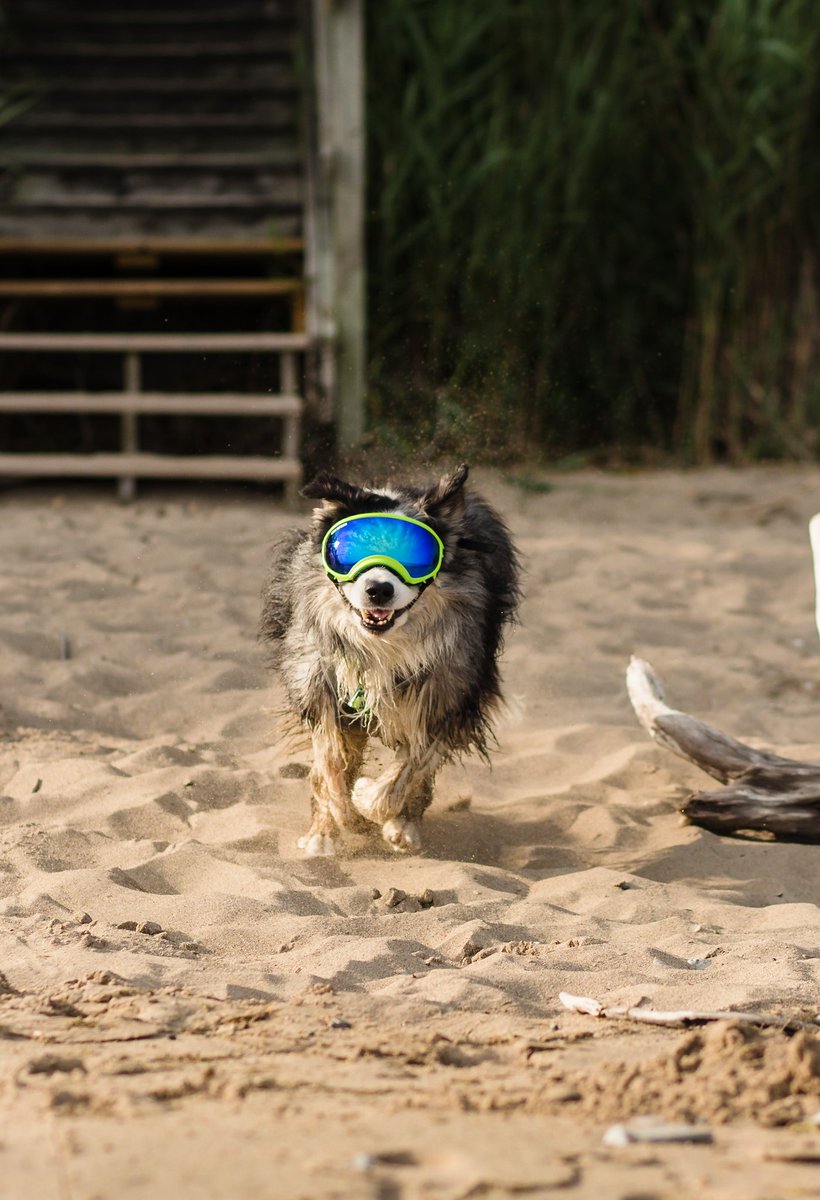 Heading to the beach this weekend like 🐕💨 #dogsoftwitter #beachbum