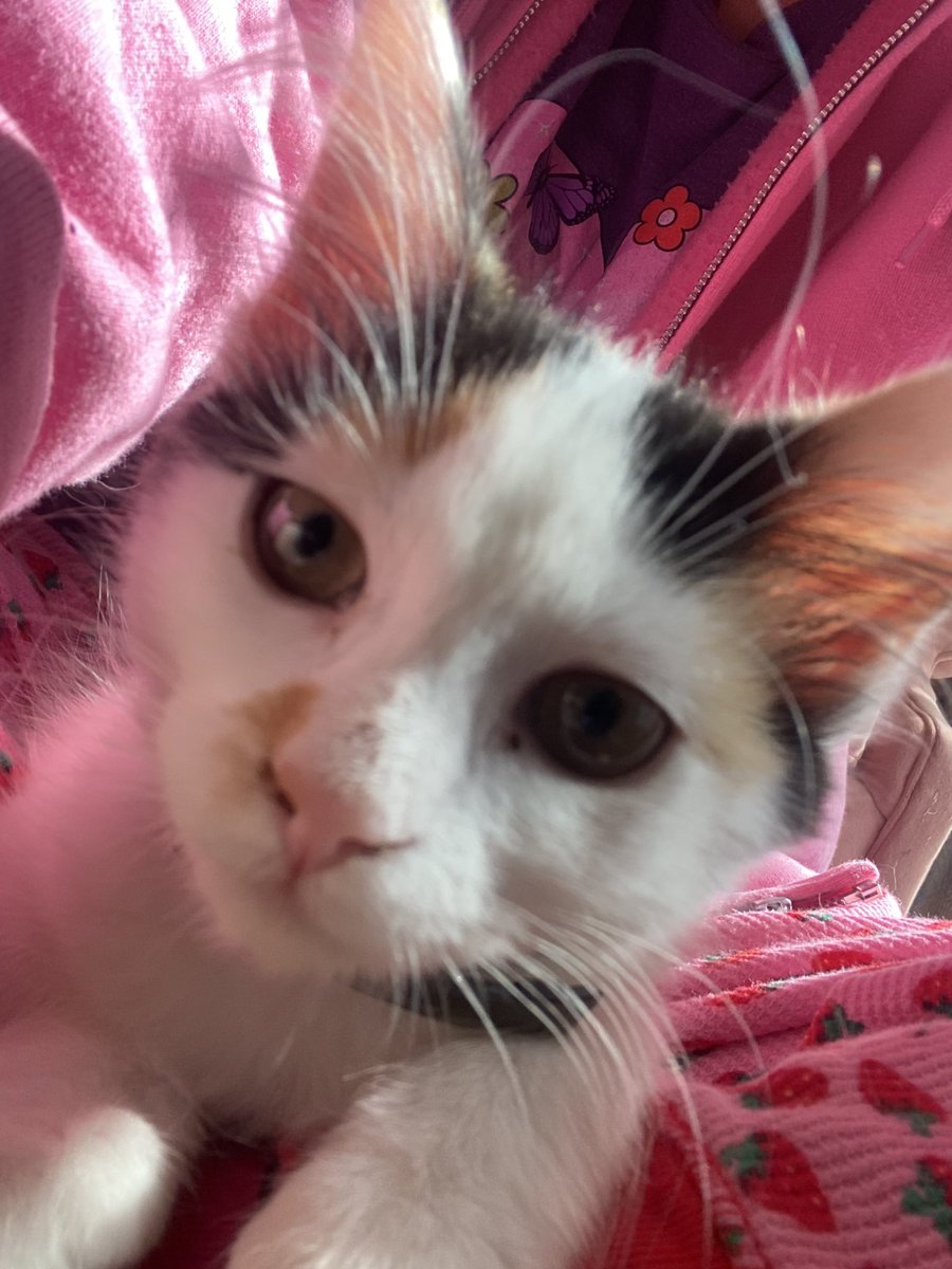 lolodottie's tweet photo. i hate dogs and i love cats https://t.co/1k4h4RN83j