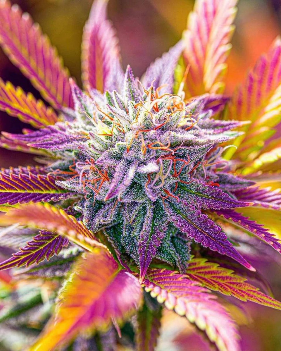 alienroll420's tweet image. 🌈Rainbow🔆I love it❤️