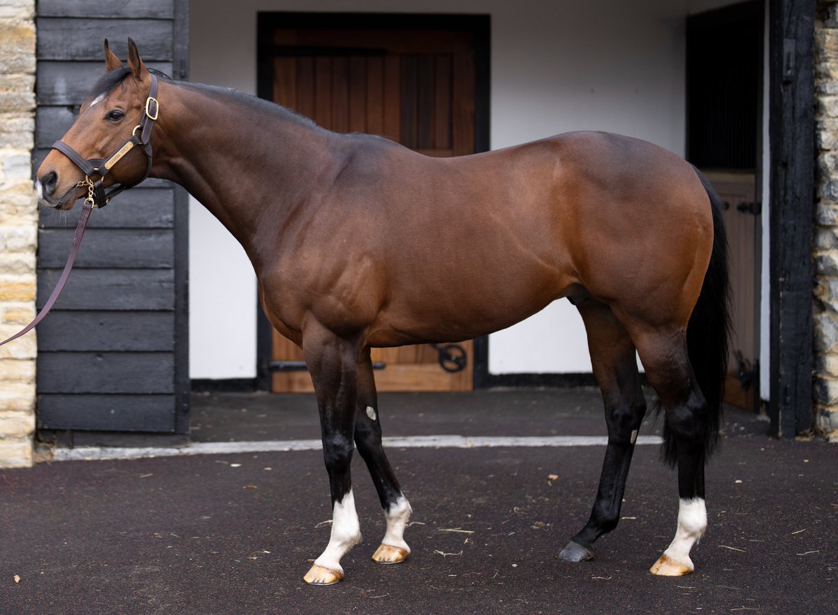 A new Listed winner for <a href="/Tweenhills/">Tweenhills</a> Havana Gold as Chateau lands Newbury's Rose Bowl Stakes. 

The colt was bred by Select Bloodstock and is a half-brother to stakes winner King Carney. He sold to Highclere for 90,000gns from The Bloodstock Connection at the Craven Breeze-Up.