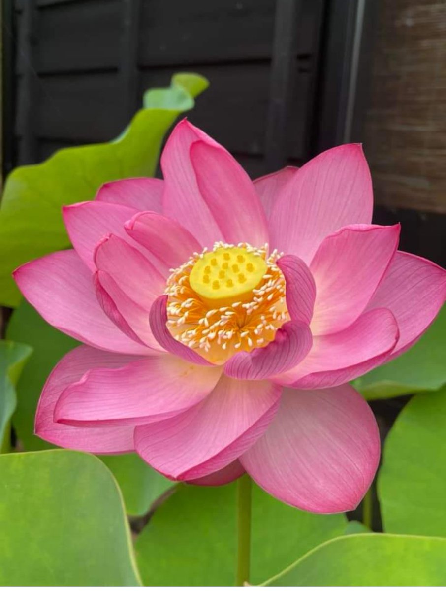 ZZ196465's tweet photo. @charlie55562353 @1swdC24bvVFQXT2 @Oto97Nyako8No13 @oGu1egNrDffZJuF @Ruri_tkh @GDX3Xs0sB3EIvYU ☀️お疲れ様です‼️
足痛いの？
うーん…………ゆっくりほぐすといいんですが。
本日、久しぶりの祭りなのに☂️雨でした。明日は、どうかな？
皆様ゆっくりおやすみなさ～い😴😴😴😴🍀 https://t.co/ichCLbVvVP