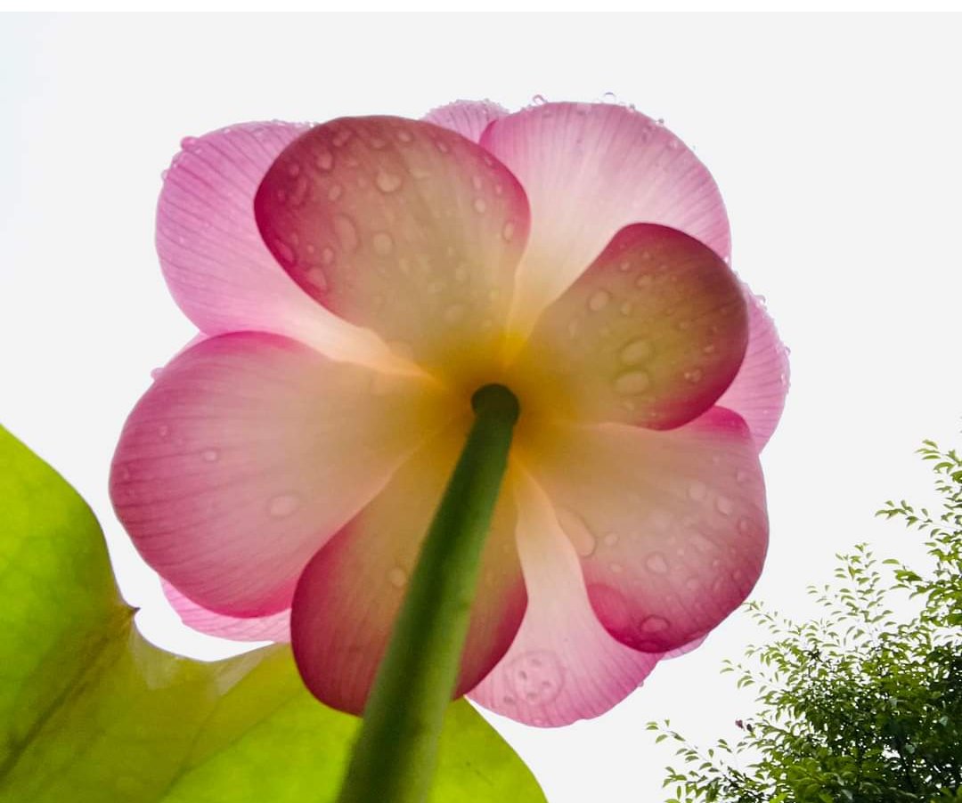 ZZ196465's tweet photo. @charlie55562353 @1swdC24bvVFQXT2 @Oto97Nyako8No13 @oGu1egNrDffZJuF @Ruri_tkh @GDX3Xs0sB3EIvYU ☀️お疲れ様です‼️
足痛いの？
うーん…………ゆっくりほぐすといいんですが。
本日、久しぶりの祭りなのに☂️雨でした。明日は、どうかな？
皆様ゆっくりおやすみなさ～い😴😴😴😴🍀 https://t.co/ichCLbVvVP