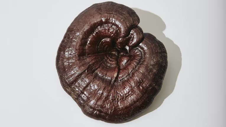 6 Natural Remedies Big Pharma Doesn’t Want You to Know About
 
THREAD