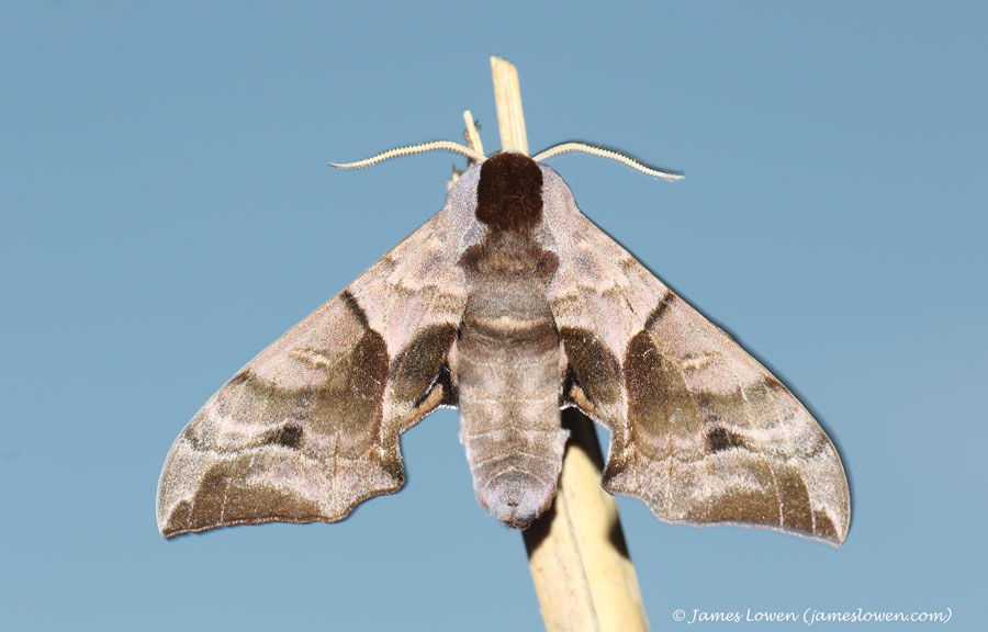 James Lowen tweet media