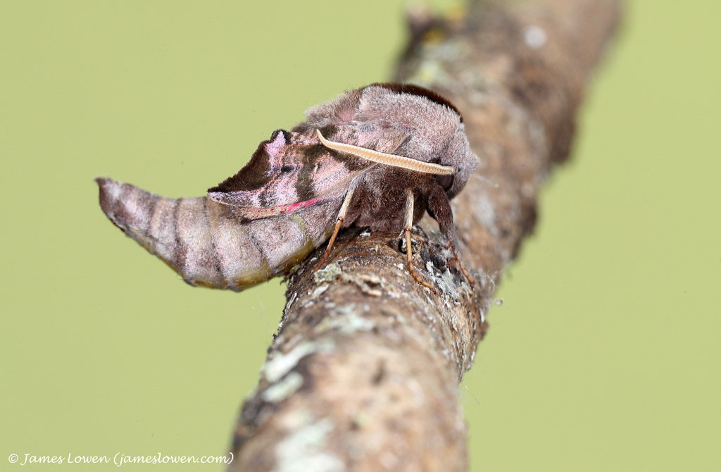 James Lowen tweet media