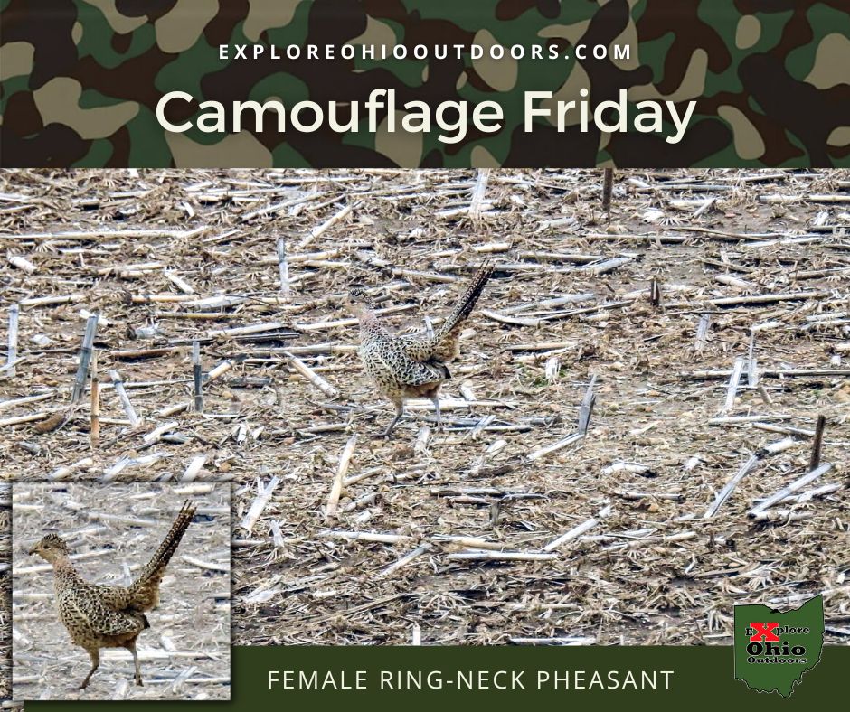 explore_ohio's tweet photo. Welcome to our first Camouflage Friday. 
When we are out in nature, we are never alone. There are eyes everywhere. 
Pictured is the female ring-necked pheasant.  
https://t.co/oPfX869kni

#nature #naturephotography #birdphotography #birdwatching  #bird #Ohio #naturelovers https://t.co/Ld3FRu7g7z