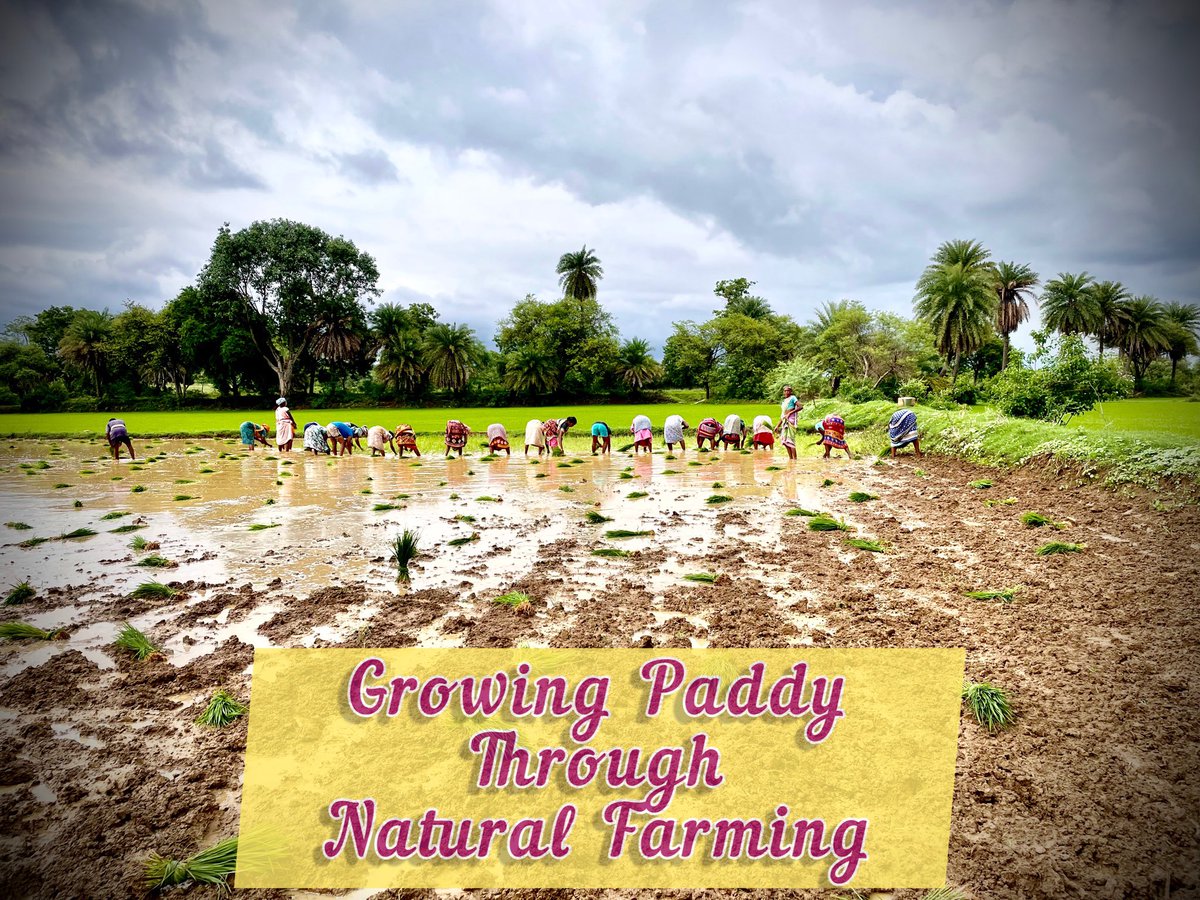 sathi_kisan's tweet photo. Enriched soil is the biggest wealth and security for any country. Growing paddy with Ghana-Jeevamrit in kutra, Sundargarh. We are continuously promoting #NaturalFarming in Odisha from last 4 years to enrich our mother soil.#SaveSoil @DMSundargarh @DmfSundargarh @OdishaSecretary https://t.co/0cmyER9i4u