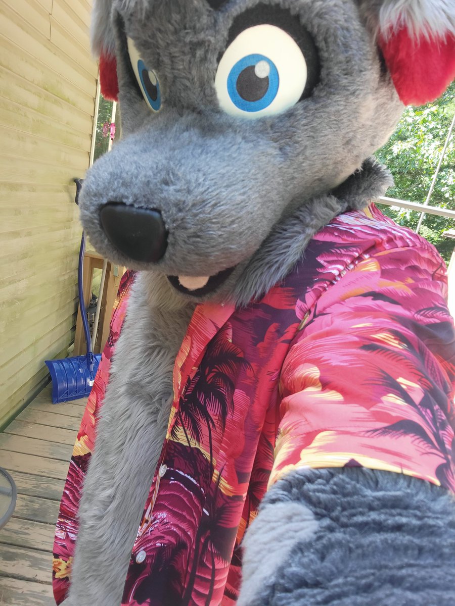 BloodPeltWolf's tweet photo. I hear it's Fursuit Friday? Also wanted to try my new Shirt on Ash^^ how do I look? 
@AshDalmatian #FursuitFriday https://t.co/1c0XDOFxTv