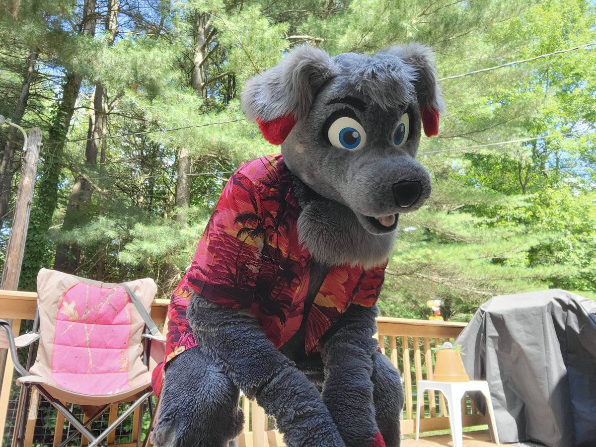 BloodPeltWolf's tweet photo. I hear it's Fursuit Friday? Also wanted to try my new Shirt on Ash^^ how do I look? 
@AshDalmatian #FursuitFriday https://t.co/1c0XDOFxTv