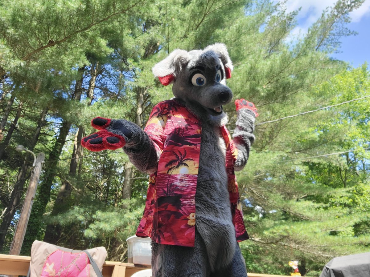 BloodPeltWolf's tweet photo. I hear it's Fursuit Friday? Also wanted to try my new Shirt on Ash^^ how do I look? 
@AshDalmatian #FursuitFriday https://t.co/1c0XDOFxTv