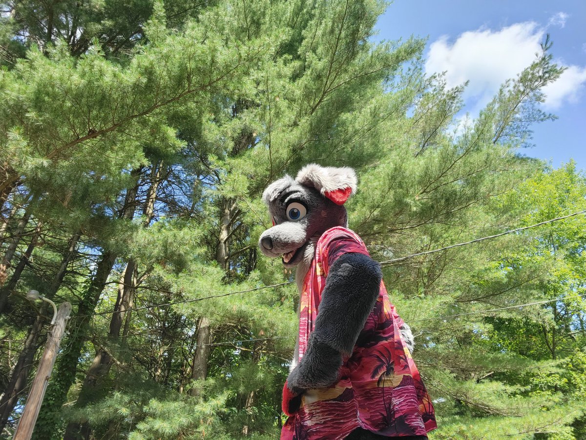 BloodPeltWolf's tweet photo. I hear it's Fursuit Friday? Also wanted to try my new Shirt on Ash^^ how do I look? 
@AshDalmatian #FursuitFriday https://t.co/1c0XDOFxTv