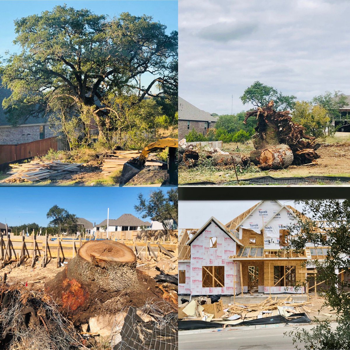 #development #kills #trees Old systems still destroying. No wonder #Texas is #hotter each year & #droughts continue #HaysCounty #SanMarcos #unsustainable #heritageoaks