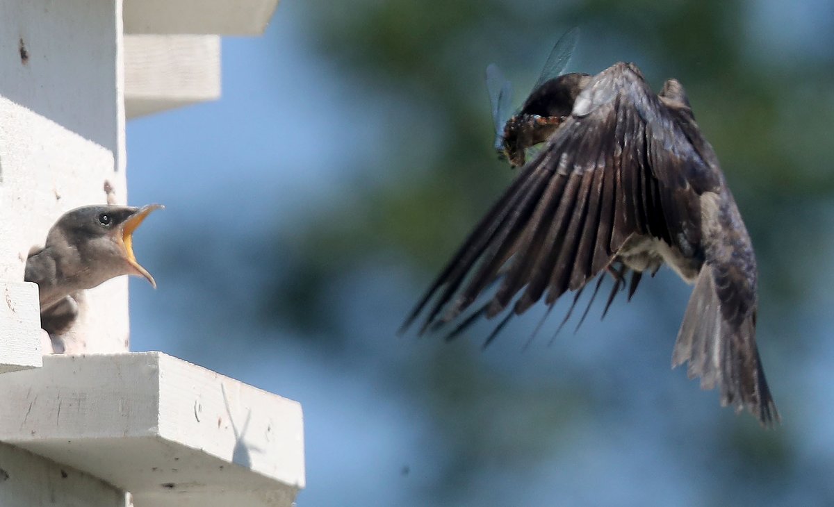 tonysunphoto's tweet image. Purple Martin #birds feeding their young at the Purple Martin Sanctuary outside the #Nepean Sailing Club in #Ottawa Friday. @OttawaCitizen #ottweather #summer #birdphotography