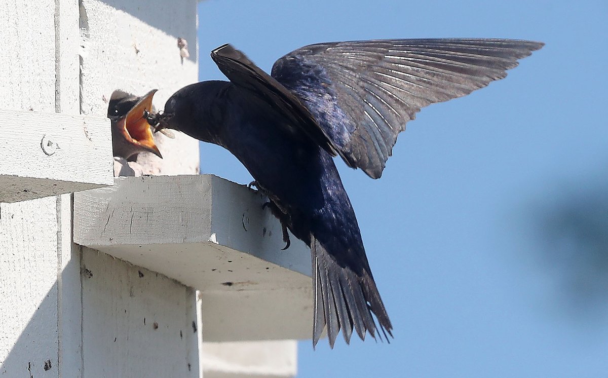 tonysunphoto's tweet image. Purple Martin #birds feeding their young at the Purple Martin Sanctuary outside the #Nepean Sailing Club in #Ottawa Friday. @OttawaCitizen #ottweather #summer #birdphotography