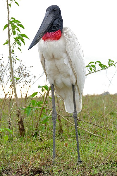 cataleirxs's tweet photo. Ara feia temps que no parlavem d'aus i ho farem amb el rei del Pantanal, la major zona humida del món, a l'oest del Brasil. És el Jabiru mycteria, conegut com TUIUIÚ.
#BioBR https://t.co/xLFOoXk042