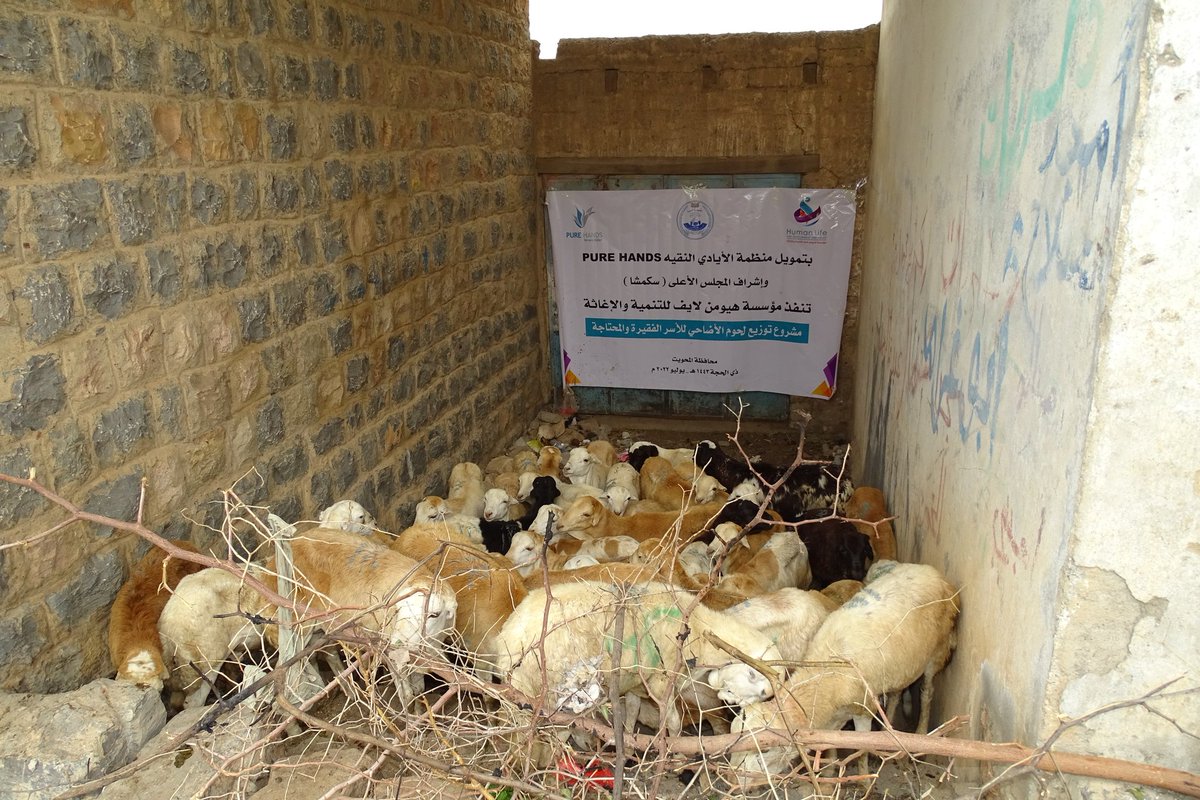 Humanlifeye's tweet photo. With the fund from  Pure Hands Organization,with the Supervision of the Supreme Council (SCMCHA). Human Life Foundation implements
Adhahi Meat Distribution Project for Needy &amp; Vulnerable Househoulds.
The project targeted 800families in Hajjah and AlMahwit governorates 1443 - 2022 https://t.co/ssuSwcsIC8